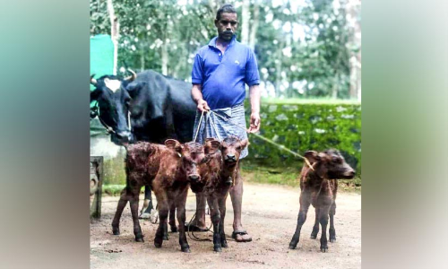 മൂന്നാം പ്രസവത്തിൽ മൂന്ന് പശുക്കിടാങ്ങൾ കൗതുകമാകുന്നു