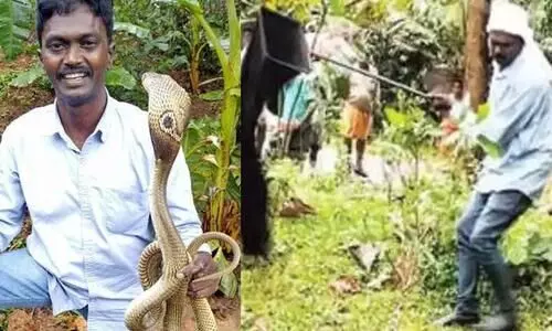 At last vava seresh also yielded to the law At last vava seresh also yielded to the law