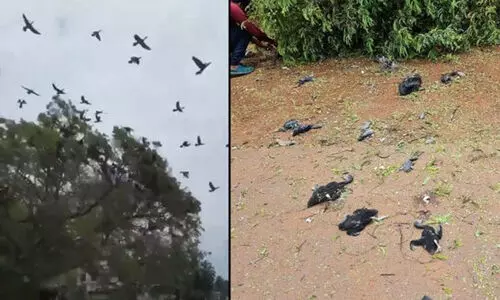 മരം മുറിച്ചതിനെ തുടര്‍ന്ന് പക്ഷികള്‍ ചത്ത സംഭവത്തിൽ കേസെടുത്തു