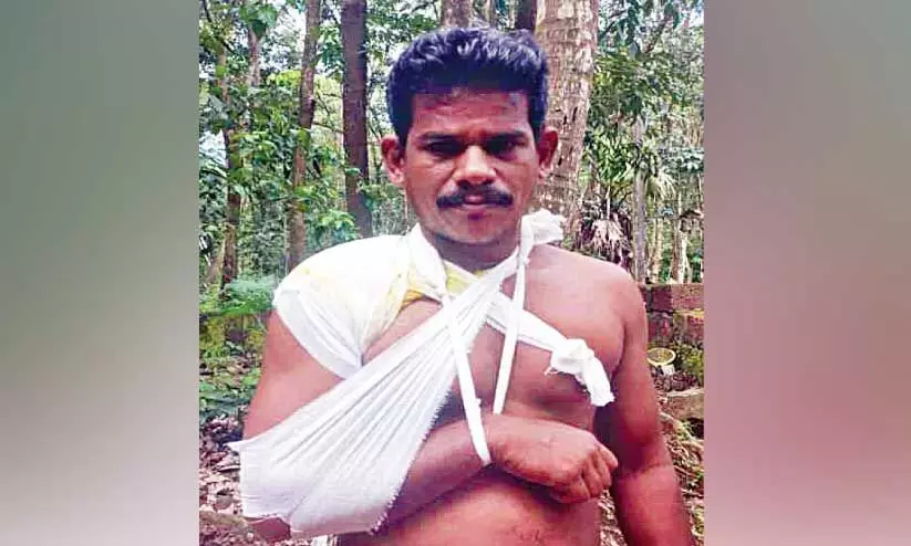 പന്നിയുടെ ആക്രമണത്തിൽ പരിക്ക്