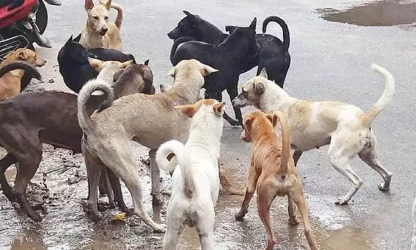 പേവിഷബാധ മരണങ്ങൾ പരിശോധിക്കുന്ന വിദഗ്​ധസമിതിക്ക്​ മുന്നിൽ ഒമ്പത്​ പരിഗണന വിഷയങ്ങൾ