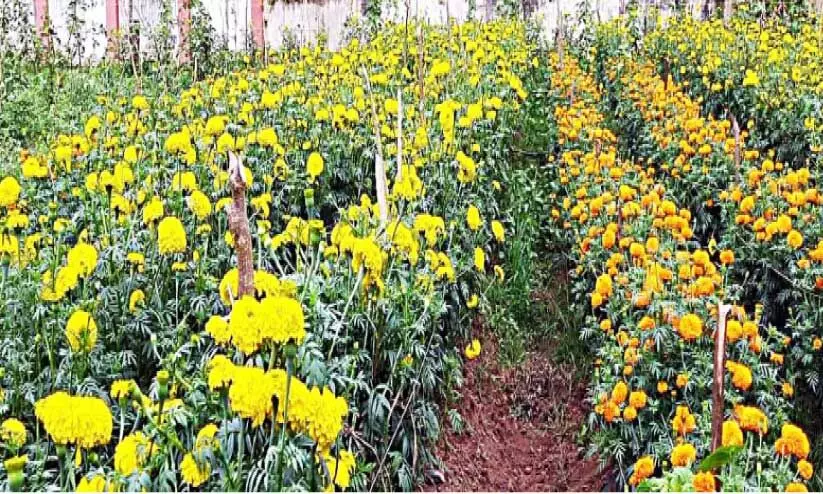 പൂക്കളമൊരുക്കാൻ പതിനെട്ടര ഏക്കറിൽ സ്വന്തം പൂക്കൾ പൂക്കളമൊരുക്കാൻ പതിനെട്ടര ഏക്കറിൽ സ്വന്തം പൂക്കൾ