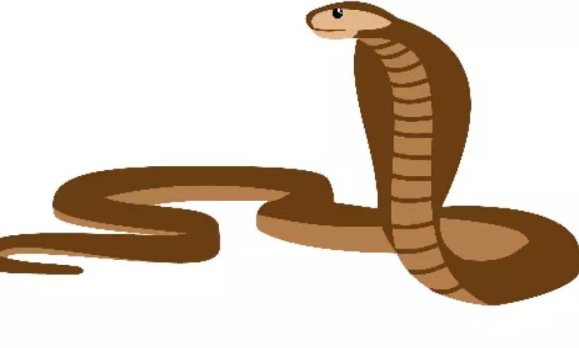 പാമ്പുകടിയേറ്റ തൊഴിലാളിക്ക് ചികിത്സ നിഷേധിച്ചെന്ന് പരാതി പാമ്പുകടിയേറ്റ തൊഴിലാളിക്ക് ചികിത്സ നിഷേധിച്ചെന്ന് പരാതി