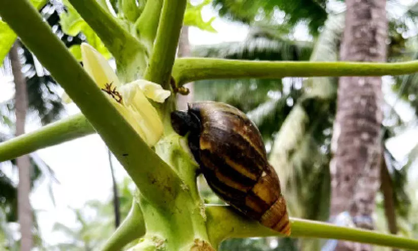 ഒരു ശമനവുമില്ലാതെ ഒച്ചുശല്യം