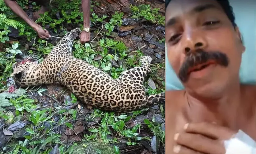 പുലിയുമായി കർഷകന്‍റെ മൽപ്പിടുത്തം; പുലി ചത്തു, കർഷകന് പരിക്ക്