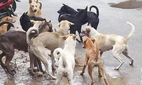 പേവിഷബാധ മരണങ്ങൾ പരിശോധിക്കുന്ന വിദഗ്​ധസമിതിക്ക്​ മുന്നിൽ ഒമ്പത്​ പരിഗണന വിഷയങ്ങൾ