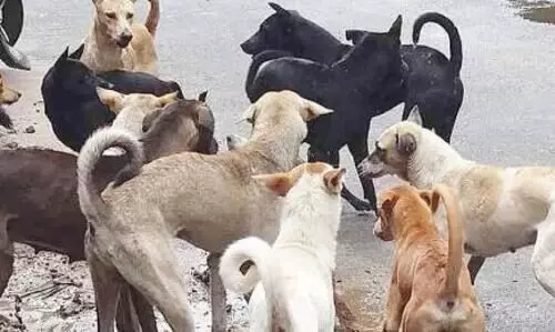 നായുടെ കടിയേറ്റ പെൺകുട്ടി ഗുരുതരനിലയിൽ; പേവിഷബാധ ലക്ഷണം നായുടെ കടിയേറ്റ പെൺകുട്ടി ഗുരുതരനിലയിൽ; പേവിഷബാധ ലക്ഷണം