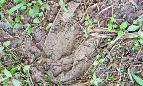 കടുവഭീതിയിൽ വീണ്ടും പുൽപള്ളി ചേപ്പിലയിൽ കാൽപാടുകൾ