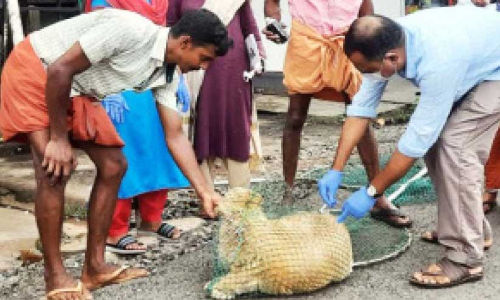 തെരുവുനായ്ക്കള്‍ക്ക് വാക്‌സിനേഷന്‍ നല്‍കിത്തുടങ്ങി