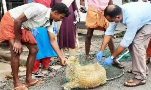 തെരുവുനായ്ക്കള്‍ക്ക് വാക്‌സിനേഷന്‍ നല്‍കിത്തുടങ്ങി