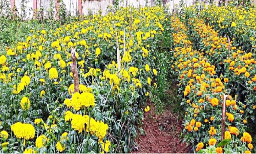 പൂക്കളമൊരുക്കാൻ പതിനെട്ടര ഏക്കറിൽ സ്വന്തം പൂക്കൾ