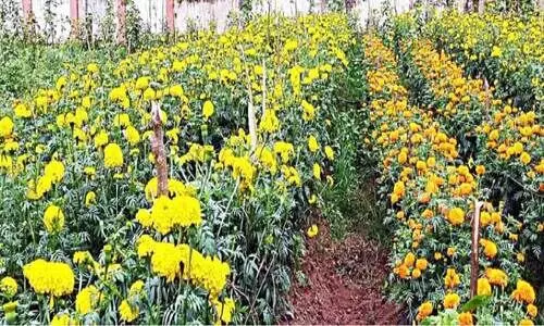 പൂക്കളമൊരുക്കാൻ പതിനെട്ടര ഏക്കറിൽ സ്വന്തം പൂക്കൾ