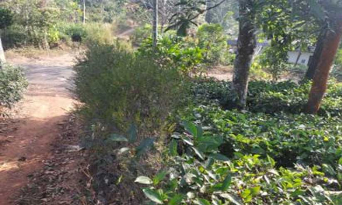 നിയമയുദ്ധം വിജയിച്ചു; ഇക്കാനഗറിലെ കുടുംബങ്ങൾക്ക് ഇനി ഭൂമി സ്വന്തം