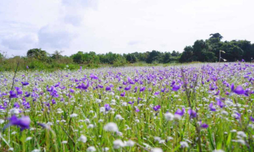 എങ്ങനെ വിടരാതിരിക്കും; കാക്കപ്പൂ നീലിമയിൽ ഞണ്ടമ്പലം...