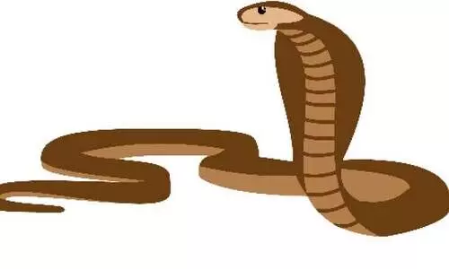 പാമ്പുകടിയേറ്റ തൊഴിലാളിക്ക് ചികിത്സ നിഷേധിച്ചെന്ന് പരാതി