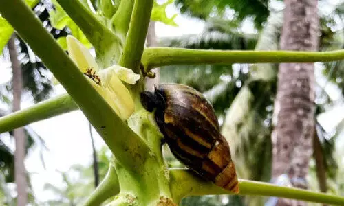 ഒരു ശമനവുമില്ലാതെ ഒച്ചുശല്യം