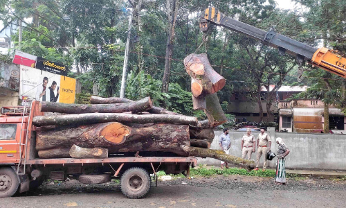 പുറമ്പോക്ക് ഭൂമിയിലെ ആഞ്ഞിലിമരം മുറിച്ചുകടത്തിയ പ്രതികള്‍ പിടിയിൽ