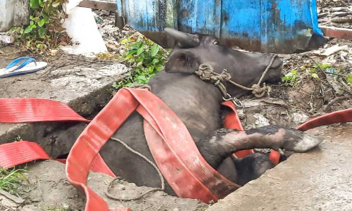 പോത്ത് ഓടയിൽ കുടുങ്ങി