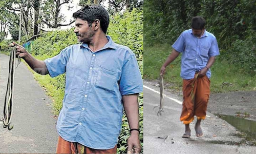 കൃഷി നശിപ്പിക്കുന്ന വാനരപ്പടയെ തുരത്താൻ ചൈനീസ് പാമ്പിന്റെ കാവൽ