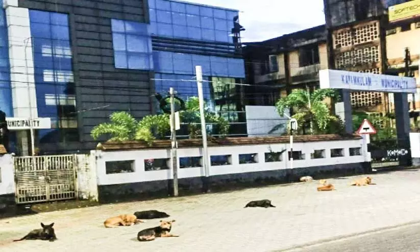 തെരുവുനായ്ക്കളുടെ കാവലിൽ നഗരസഭ തെരുവുനായ്ക്കളുടെ കാവലിൽ നഗരസഭ