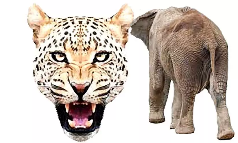 ആനയും പുലിയും ജനവാസ കേന്ദ്രങ്ങളിൽ; ഭീതിയോടെ ജനം