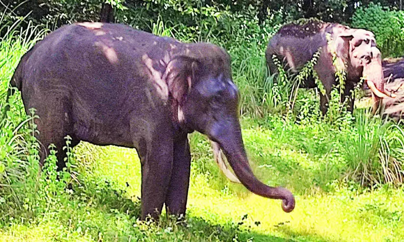 കാട്ടാനകളെ തുരത്താൻ ഭരതും വിക്രമും കാട്ടാനകളെ തുരത്താൻ ഭരതും വിക്രമും