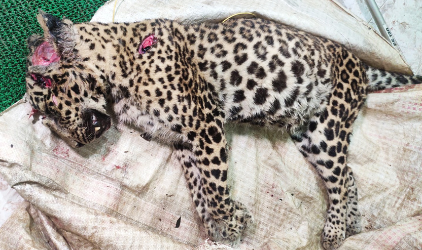 വെട്ടേറ്റ് ചത്ത പുള്ളിപ്പുലിയെ സംസ്കരിച്ചു വെട്ടേറ്റ് ചത്ത പുള്ളിപ്പുലിയെ സംസ്കരിച്ചു