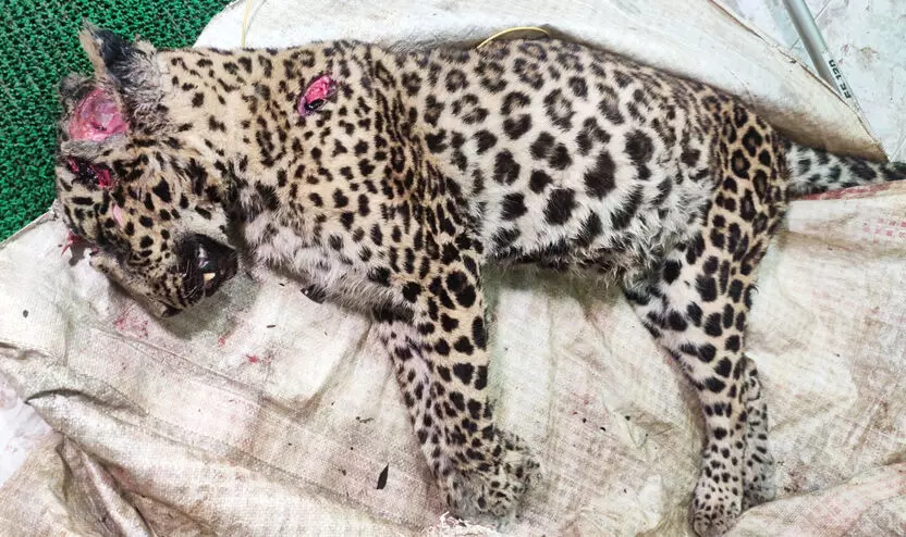 വെട്ടേറ്റ് ചത്ത പുള്ളിപ്പുലിയെ സംസ്കരിച്ചു