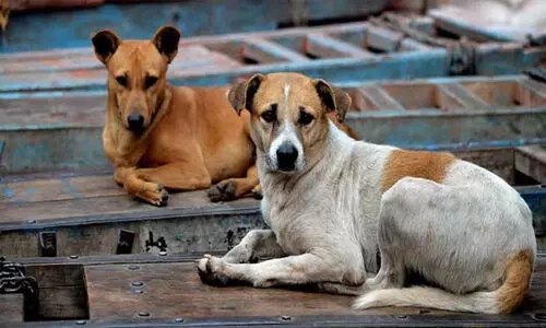 ഏഴ് മാസത്തിനിടെ കേരളത്തിൽ പട്ടി കടിച്ചത് രണ്ട് ലക്ഷം പേരെ; മരിച്ചത് 20 പേർ