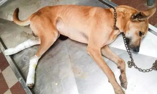 നായ മൂലം പുലിവാല് പിടിച്ച് നെടുങ്കണ്ടം പഞ്ചായത്ത്