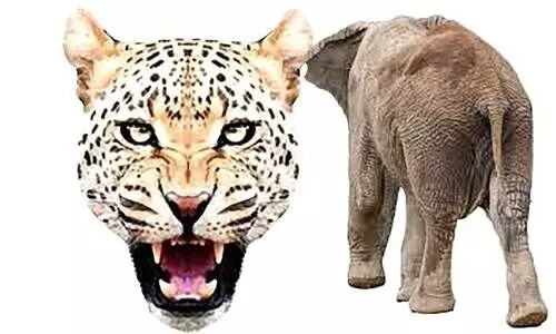 ആനയും പുലിയും ജനവാസ കേന്ദ്രങ്ങളിൽ; ഭീതിയോടെ ജനം