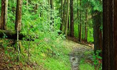 തട്ടാത്തിക്കാനത്തെ വനം വകുപ്പിന്‍റെ നിർമാണം നാട്ടുകാർ തടഞ്ഞു