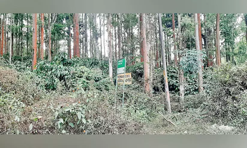 കടുവസങ്കേതമായി ബീനാച്ചി എസ്റ്റേറ്റ്; കാഴ്ചക്കാരായി വനംവകുപ്പ് കടുവസങ്കേതമായി ബീനാച്ചി എസ്റ്റേറ്റ്; കാഴ്ചക്കാരായി വനംവകുപ്പ്