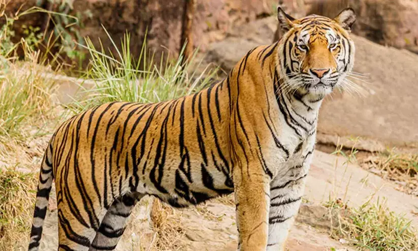 tiger menace tiger menace