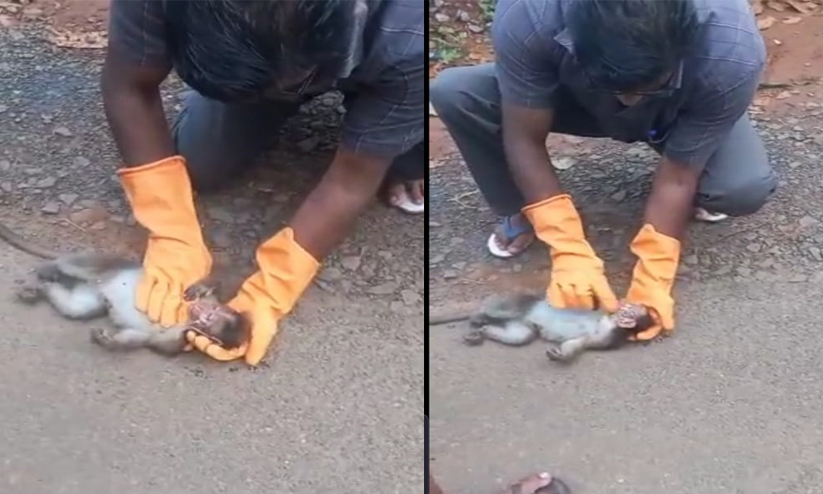 ഷോക്കേറ്റ കുരങ്ങനെ സി.പി.ആർ നൽകി പുതു ജീവനേകി താഹിർ; വീഡിയോ കാണാം ഷോക്കേറ്റ കുരങ്ങനെ സി.പി.ആർ നൽകി പുതു ജീവനേകി താഹിർ; വീഡിയോ കാണാം