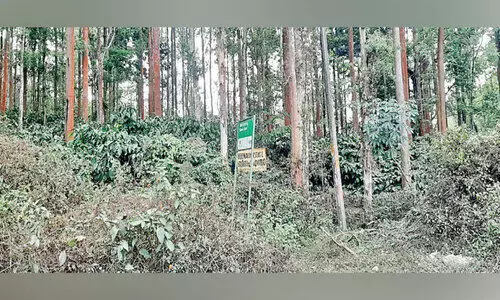 കടുവസങ്കേതമായി ബീനാച്ചി എസ്റ്റേറ്റ്; കാഴ്ചക്കാരായി വനംവകുപ്പ്