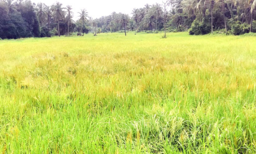 പുത്തരിയുണ്ണാൻ പുതു നെല്ലില്ല; പകരം വരിനെല്ല്