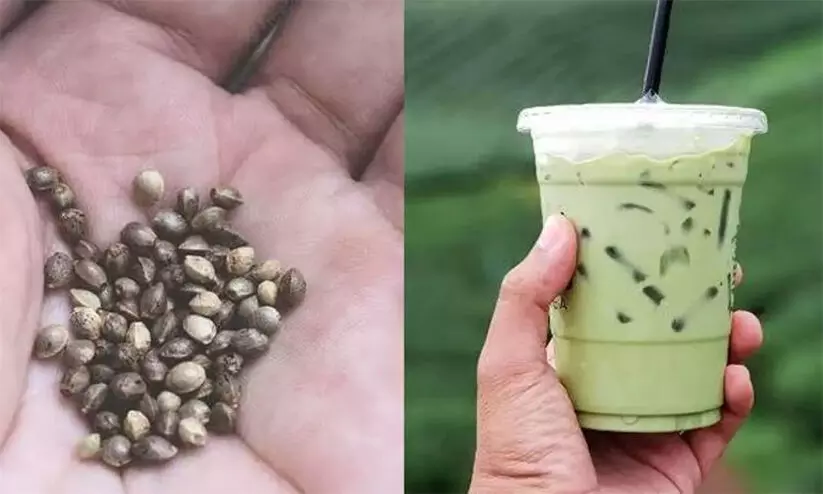 കഞ്ചാവ് ചെടിയുടെ കുരു ഉപയോഗിച്ച് ഷെയ്ക്ക് വില്പന; കേസെടുത്ത് പൊലീസ് കഞ്ചാവ് ചെടിയുടെ കുരു ഉപയോഗിച്ച് ഷെയ്ക്ക് വില്പന; കേസെടുത്ത് പൊലീസ്