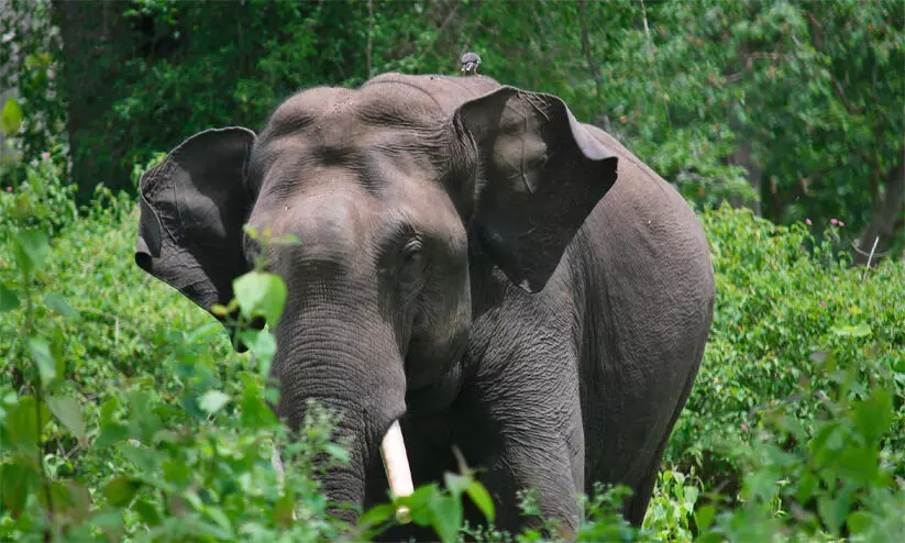 കാട്ടാനകളെ റേഡിയോ കോളറിങ് ചെയ്യാൻ നീക്കം കാട്ടാനകളെ റേഡിയോ കോളറിങ് ചെയ്യാൻ നീക്കം