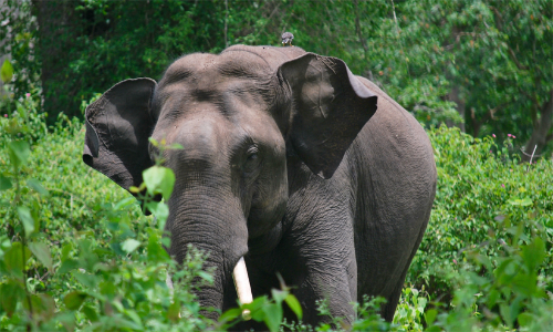 കാ​ട്ടാ​ന​ക​ളെ റേ​ഡി​യോ കോ​ള​റി​ങ് ചെ​യ്യാ​ൻ നീ​ക്കം