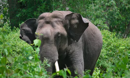 കാട്ടാനകളെ റേഡിയോ കോളറിങ് ചെയ്യാൻ നീക്കം കാട്ടാനകളെ റേഡിയോ കോളറിങ് ചെയ്യാൻ നീക്കം