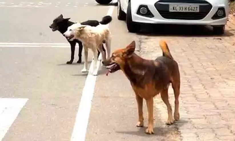 തെരുവുനായ് നിയന്ത്രണത്തിന് പ്രഖ്യാപിച്ച കർമപദ്ധതി നടപ്പായില്ല തെരുവുനായ് നിയന്ത്രണത്തിന് പ്രഖ്യാപിച്ച കർമപദ്ധതി നടപ്പായില്ല