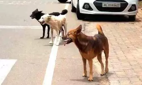 തെരുവുനായുടെ കടിയേറ്റു