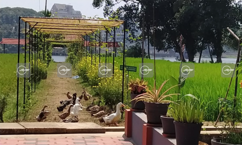 State Seed Production Center,  Aluva