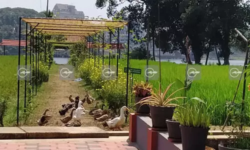 State Seed Production Center,  Aluva