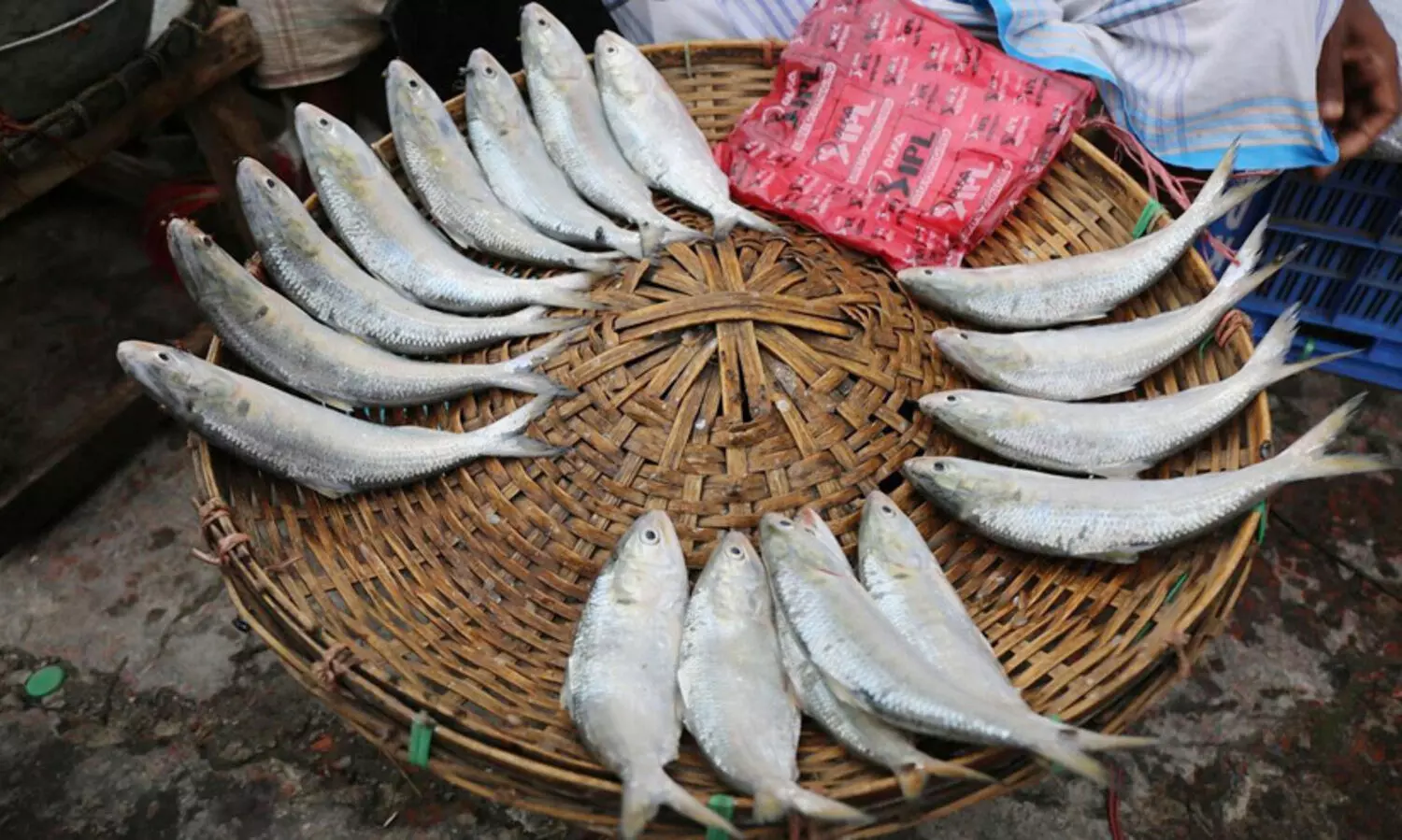 hilsa fish