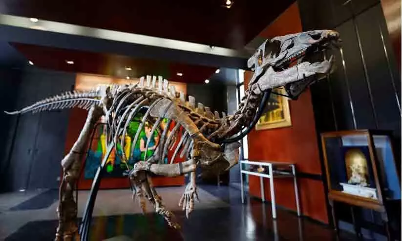 dinosaur fossile dinosaur fossile