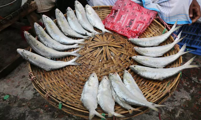 hilsa fish hilsa fish