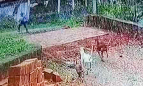 വിദ്യാർഥിക്ക് നേരെ തെരുവുനായ്ക്കളുടെ ആക്രമണം