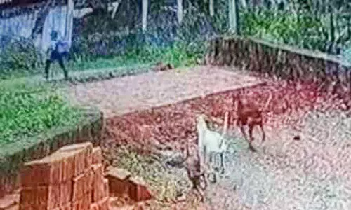 വിദ്യാർഥിക്ക് നേരെ തെരുവുനായ്ക്കളുടെ ആക്രമണം